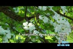 TV Content Image